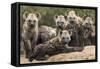 Spotted hyena (Crocuta crocuta), cubs together by den, Masai-Mara Game Reserve, Kenya-Denis-Huot-Framed Stretched Canvas