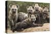 Spotted hyena (Crocuta crocuta), cubs together by den, Masai-Mara Game Reserve, Kenya-Denis-Huot-Stretched Canvas