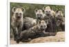 Spotted hyena (Crocuta crocuta), cubs together by den, Masai-Mara Game Reserve, Kenya-Denis-Huot-Framed Photographic Print