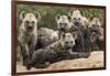 Spotted hyena (Crocuta crocuta), cubs together by den, Masai-Mara Game Reserve, Kenya-Denis-Huot-Framed Photographic Print