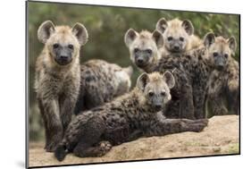 Spotted hyena (Crocuta crocuta), cubs together by den, Masai-Mara Game Reserve, Kenya-Denis-Huot-Mounted Photographic Print