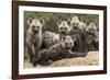 Spotted hyena (Crocuta crocuta), cubs together by den, Masai-Mara Game Reserve, Kenya-Denis-Huot-Framed Photographic Print