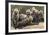 Spotted hyena (Crocuta crocuta), cubs together by den, Masai-Mara Game Reserve, Kenya-Denis-Huot-Framed Photographic Print