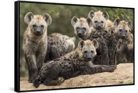 Spotted hyena (Crocuta crocuta), cubs together by den, Masai-Mara Game Reserve, Kenya-Denis-Huot-Framed Stretched Canvas