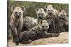 Spotted hyena (Crocuta crocuta), cubs together by den, Masai-Mara Game Reserve, Kenya-Denis-Huot-Stretched Canvas