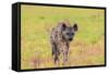 Spotted Hyena (Crocuta Crocuta), Kgalagadi Transfrontier Park, Northern Cape, South Africa, Africa-Ann and Steve Toon-Framed Stretched Canvas
