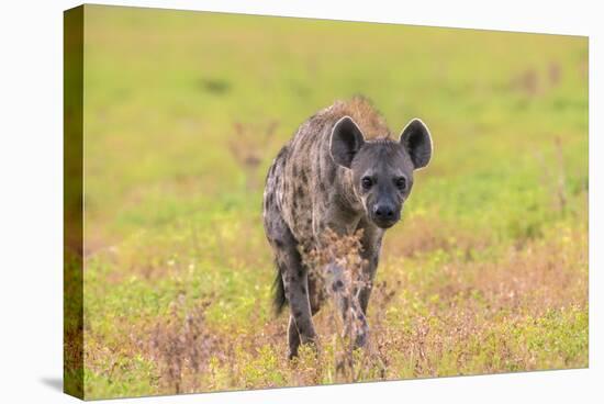 Spotted Hyena (Crocuta Crocuta), Kgalagadi Transfrontier Park, Northern Cape, South Africa, Africa-Ann and Steve Toon-Stretched Canvas