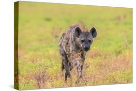 Spotted Hyena (Crocuta Crocuta), Kgalagadi Transfrontier Park, Northern Cape, South Africa, Africa-Ann and Steve Toon-Stretched Canvas