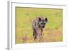 Spotted Hyena (Crocuta Crocuta), Kgalagadi Transfrontier Park, Northern Cape, South Africa, Africa-Ann and Steve Toon-Framed Photographic Print