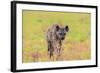 Spotted Hyena (Crocuta Crocuta), Kgalagadi Transfrontier Park, Northern Cape, South Africa, Africa-Ann and Steve Toon-Framed Photographic Print