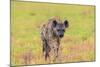 Spotted Hyena (Crocuta Crocuta), Kgalagadi Transfrontier Park, Northern Cape, South Africa, Africa-Ann and Steve Toon-Mounted Photographic Print