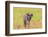 Spotted Hyena (Crocuta Crocuta), Kgalagadi Transfrontier Park, Northern Cape, South Africa, Africa-Ann and Steve Toon-Framed Photographic Print