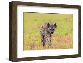 Spotted Hyena (Crocuta Crocuta), Kgalagadi Transfrontier Park, Northern Cape, South Africa, Africa-Ann and Steve Toon-Framed Photographic Print