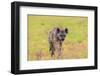 Spotted Hyena (Crocuta Crocuta), Kgalagadi Transfrontier Park, Northern Cape, South Africa, Africa-Ann and Steve Toon-Framed Photographic Print