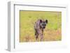 Spotted Hyena (Crocuta Crocuta), Kgalagadi Transfrontier Park, Northern Cape, South Africa, Africa-Ann and Steve Toon-Framed Photographic Print