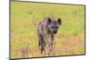 Spotted Hyena (Crocuta Crocuta), Kgalagadi Transfrontier Park, Northern Cape, South Africa, Africa-Ann and Steve Toon-Mounted Photographic Print