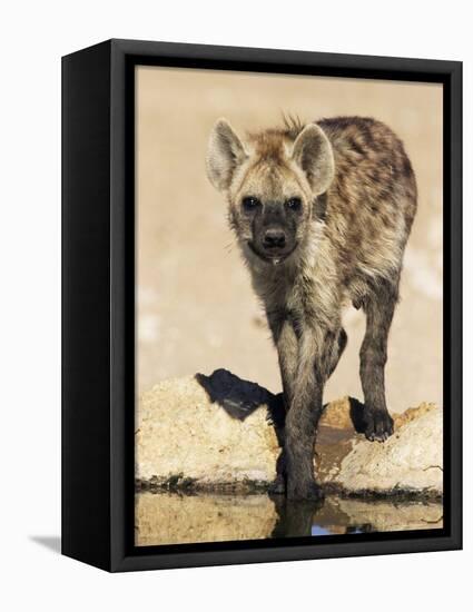 Spotted Hyena, Crocuta Crocuta, Kgalagadi Transfrontier Park, South Africa, Africa-Ann & Steve Toon-Framed Stretched Canvas