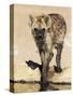 Spotted Hyena, Crocuta Crocuta, Kgalagadi Transfrontier Park, South Africa, Africa-Ann & Steve Toon-Stretched Canvas