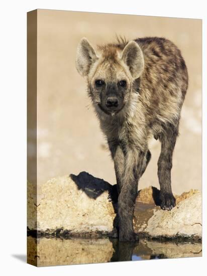 Spotted Hyena, Crocuta Crocuta, Kgalagadi Transfrontier Park, South Africa, Africa-Ann & Steve Toon-Stretched Canvas