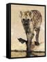 Spotted Hyena, Crocuta Crocuta, Kgalagadi Transfrontier Park, South Africa, Africa-Ann & Steve Toon-Framed Stretched Canvas