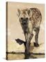 Spotted Hyena, Crocuta Crocuta, Kgalagadi Transfrontier Park, South Africa, Africa-Ann & Steve Toon-Stretched Canvas