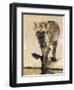 Spotted Hyena, Crocuta Crocuta, Kgalagadi Transfrontier Park, South Africa, Africa-Ann & Steve Toon-Framed Premium Photographic Print