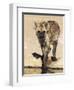 Spotted Hyena, Crocuta Crocuta, Kgalagadi Transfrontier Park, South Africa, Africa-Ann & Steve Toon-Framed Premium Photographic Print