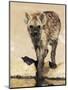 Spotted Hyena, Crocuta Crocuta, Kgalagadi Transfrontier Park, South Africa, Africa-Ann & Steve Toon-Mounted Premium Photographic Print