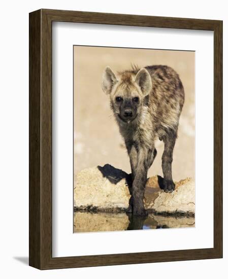 Spotted Hyena, Crocuta Crocuta, Kgalagadi Transfrontier Park, South Africa, Africa-Ann & Steve Toon-Framed Photographic Print