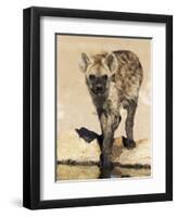 Spotted Hyena, Crocuta Crocuta, Kgalagadi Transfrontier Park, South Africa, Africa-Ann & Steve Toon-Framed Photographic Print