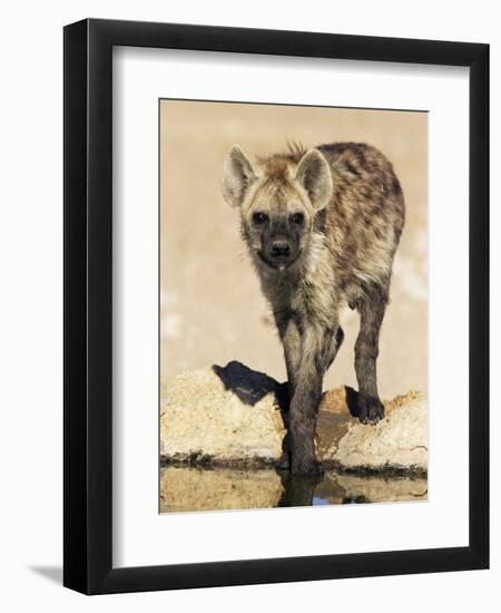 Spotted Hyena, Crocuta Crocuta, Kgalagadi Transfrontier Park, South Africa, Africa-Ann & Steve Toon-Framed Photographic Print