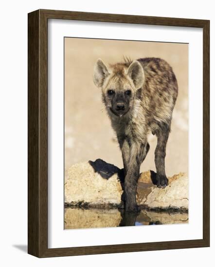 Spotted Hyena, Crocuta Crocuta, Kgalagadi Transfrontier Park, South Africa, Africa-Ann & Steve Toon-Framed Photographic Print