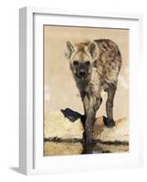 Spotted Hyena, Crocuta Crocuta, Kgalagadi Transfrontier Park, South Africa, Africa-Ann & Steve Toon-Framed Photographic Print