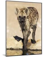 Spotted Hyena, Crocuta Crocuta, Kgalagadi Transfrontier Park, South Africa, Africa-Ann & Steve Toon-Mounted Photographic Print