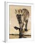 Spotted Hyena, Crocuta Crocuta, Kgalagadi Transfrontier Park, South Africa, Africa-Ann & Steve Toon-Framed Photographic Print