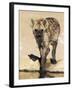 Spotted Hyena, Crocuta Crocuta, Kgalagadi Transfrontier Park, South Africa, Africa-Ann & Steve Toon-Framed Photographic Print