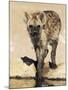 Spotted Hyena, Crocuta Crocuta, Kgalagadi Transfrontier Park, South Africa, Africa-Ann & Steve Toon-Mounted Photographic Print