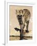 Spotted Hyena, Crocuta Crocuta, Kgalagadi Transfrontier Park, South Africa, Africa-Ann & Steve Toon-Framed Photographic Print