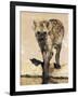 Spotted Hyena, Crocuta Crocuta, Kgalagadi Transfrontier Park, South Africa, Africa-Ann & Steve Toon-Framed Photographic Print