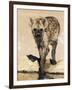 Spotted Hyena, Crocuta Crocuta, Kgalagadi Transfrontier Park, South Africa, Africa-Ann & Steve Toon-Framed Photographic Print