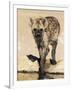 Spotted Hyena, Crocuta Crocuta, Kgalagadi Transfrontier Park, South Africa, Africa-Ann & Steve Toon-Framed Photographic Print