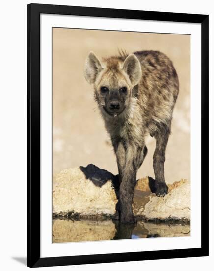 Spotted Hyena, Crocuta Crocuta, Kgalagadi Transfrontier Park, South Africa, Africa-Ann & Steve Toon-Framed Photographic Print