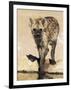 Spotted Hyena, Crocuta Crocuta, Kgalagadi Transfrontier Park, South Africa, Africa-Ann & Steve Toon-Framed Photographic Print