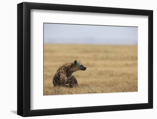 Spotted hyena (Crocuta crocuta), Ngorongoro Conservation Area, Tanzania, East Africa, Africa-Ashley Morgan-Framed Photographic Print