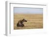 Spotted hyena (Crocuta crocuta), Ngorongoro Conservation Area, Tanzania, East Africa, Africa-Ashley Morgan-Framed Photographic Print