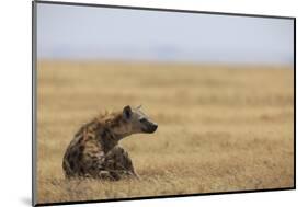 Spotted hyena (Crocuta crocuta), Ngorongoro Conservation Area, Tanzania, East Africa, Africa-Ashley Morgan-Mounted Photographic Print