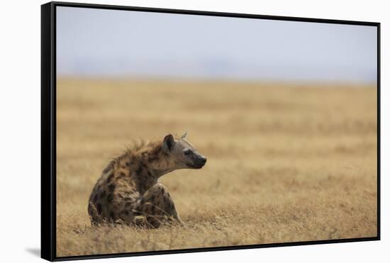Spotted hyena (Crocuta crocuta), Ngorongoro Conservation Area, Tanzania, East Africa, Africa-Ashley Morgan-Framed Stretched Canvas