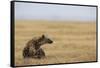 Spotted hyena (Crocuta crocuta), Ngorongoro Conservation Area, Tanzania, East Africa, Africa-Ashley Morgan-Framed Stretched Canvas