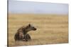 Spotted hyena (Crocuta crocuta), Ngorongoro Conservation Area, Tanzania, East Africa, Africa-Ashley Morgan-Stretched Canvas