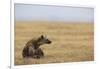 Spotted hyena (Crocuta crocuta), Ngorongoro Conservation Area, Tanzania, East Africa, Africa-Ashley Morgan-Framed Photographic Print